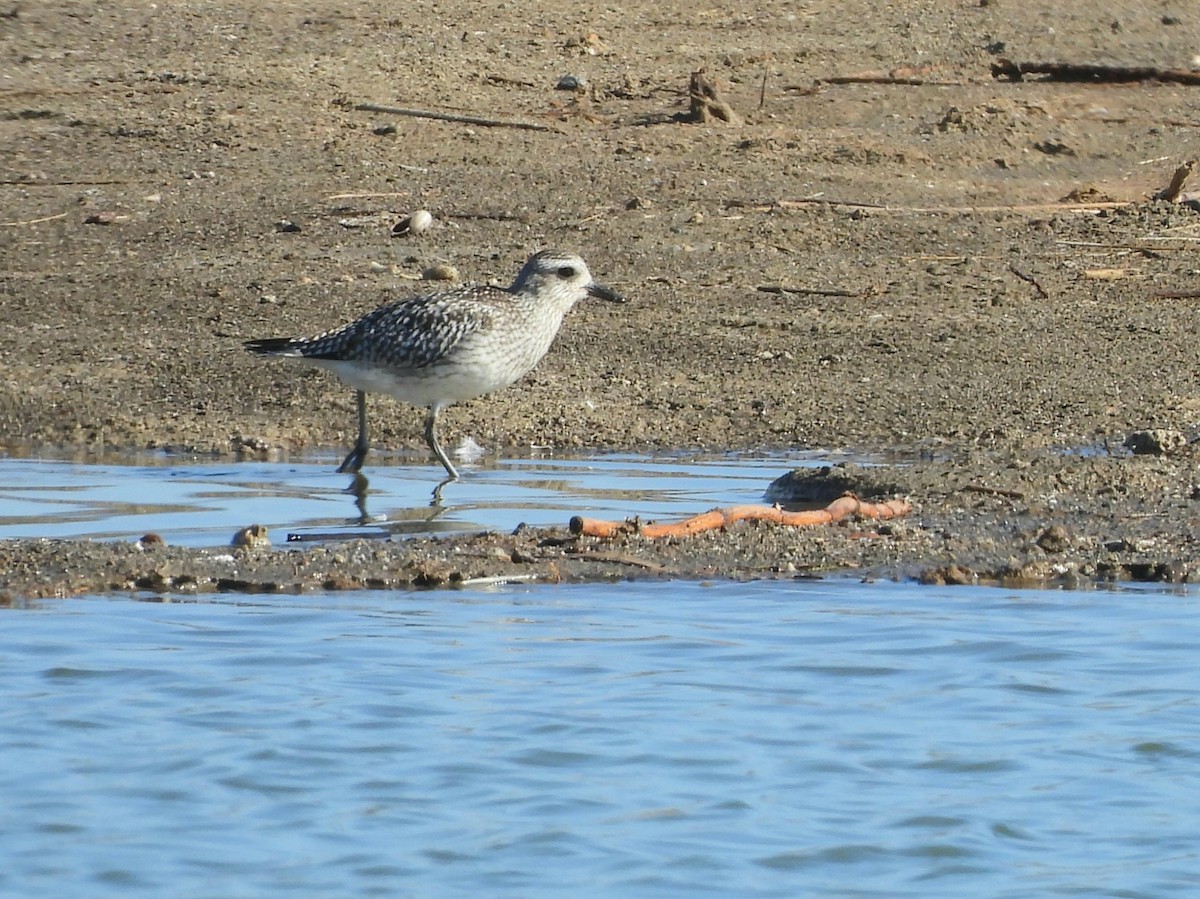 Gümüş Yağmurcun - ML646282633