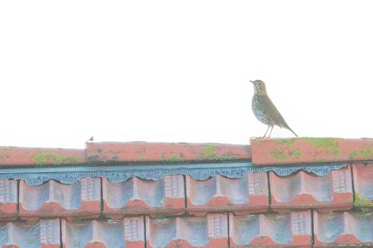 Öter Ardıç - ML646282634