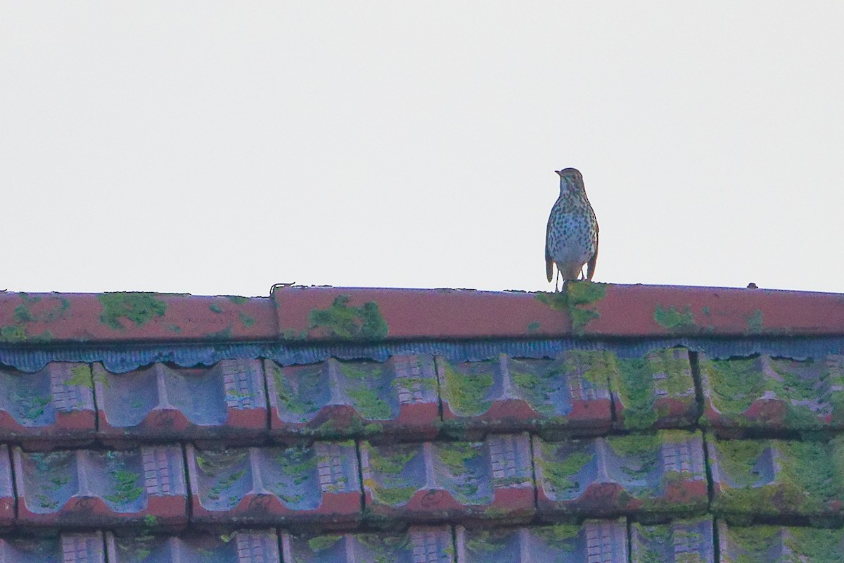 Öter Ardıç - ML646282635