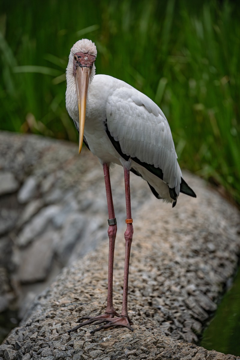 Akça Leylek - ML646282636