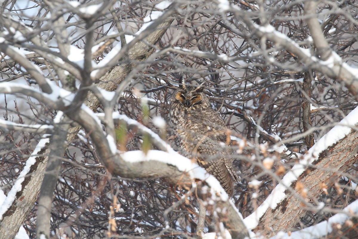 Kulaklı Orman Baykuşu - ML646282638