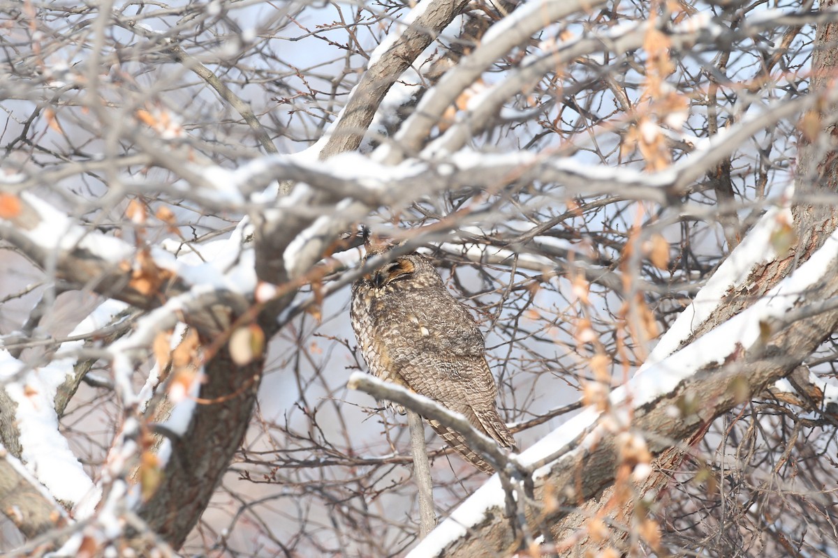 Kulaklı Orman Baykuşu - ML646282639