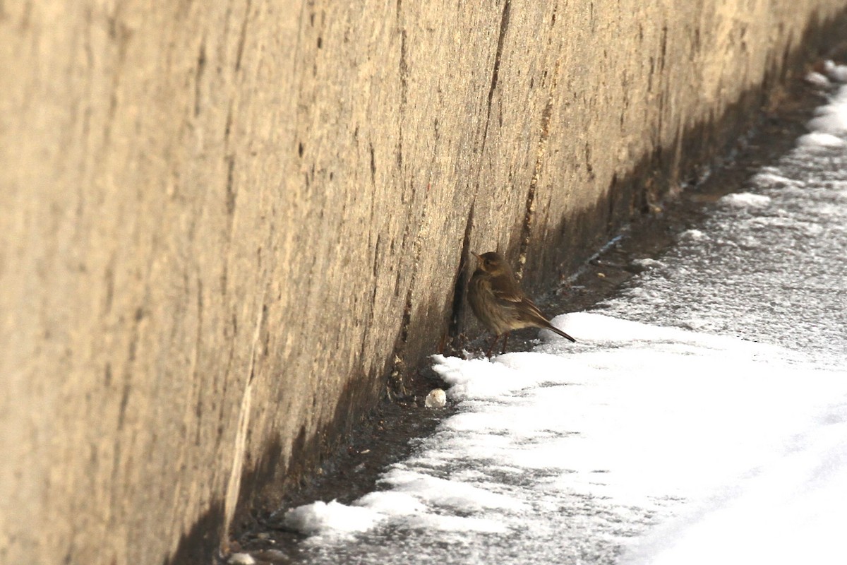 Amerika İncirkuşu - ML646282640