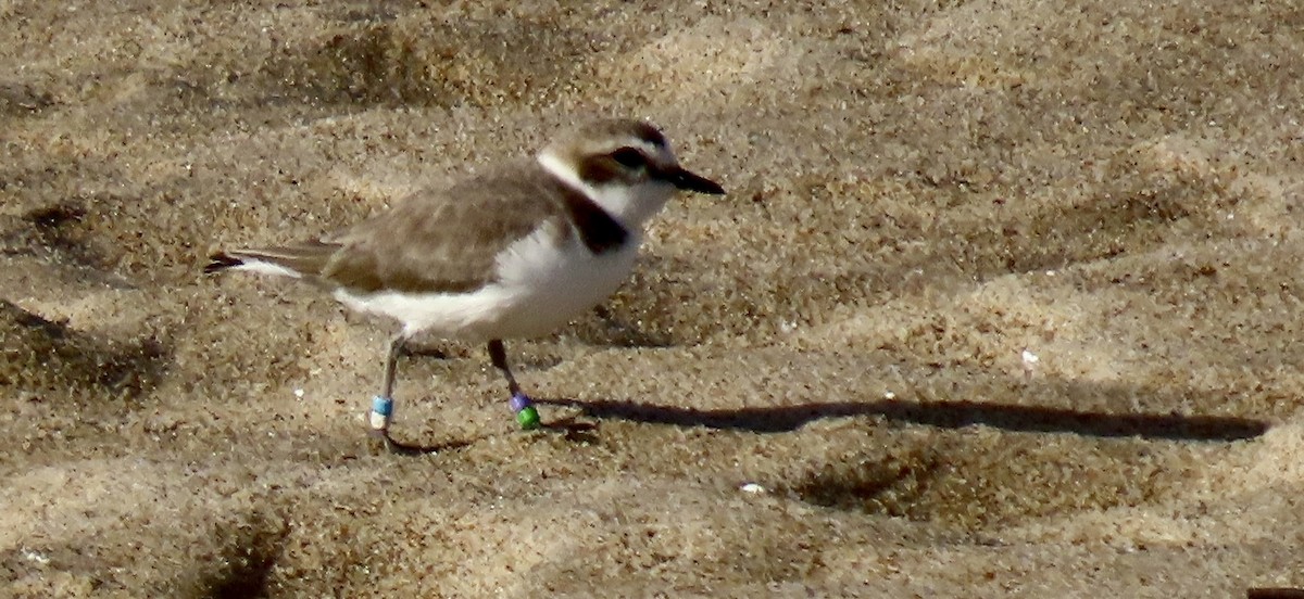 Karlı Cılıbıt - ML646282641