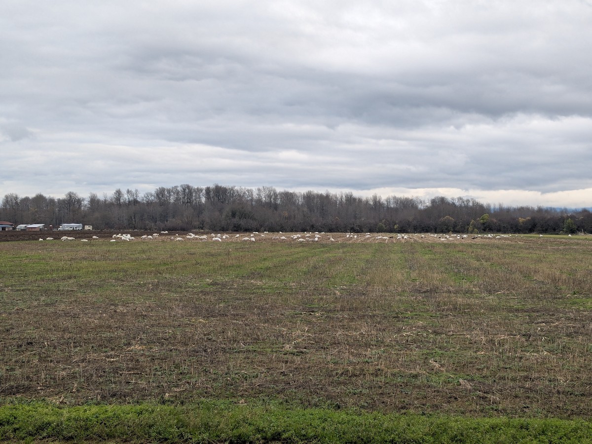 Borazancı Kuğu - ML646282642