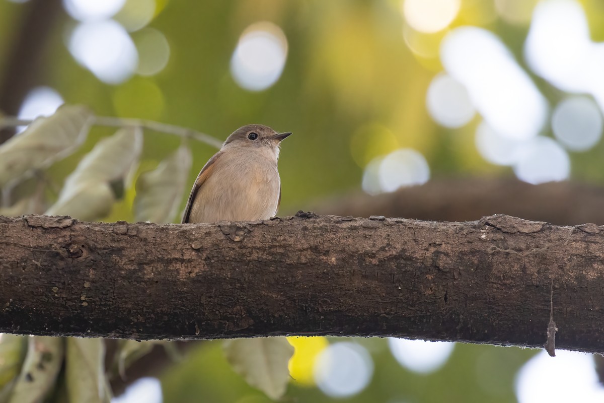 Tayga Sinekkapanı - ML646282646