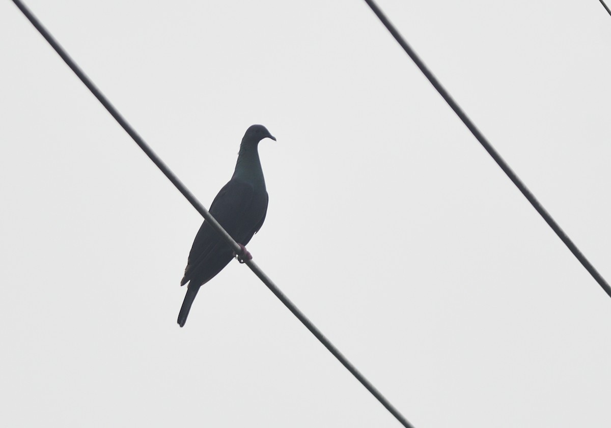 Mor Japon Güvercini - ML646282647