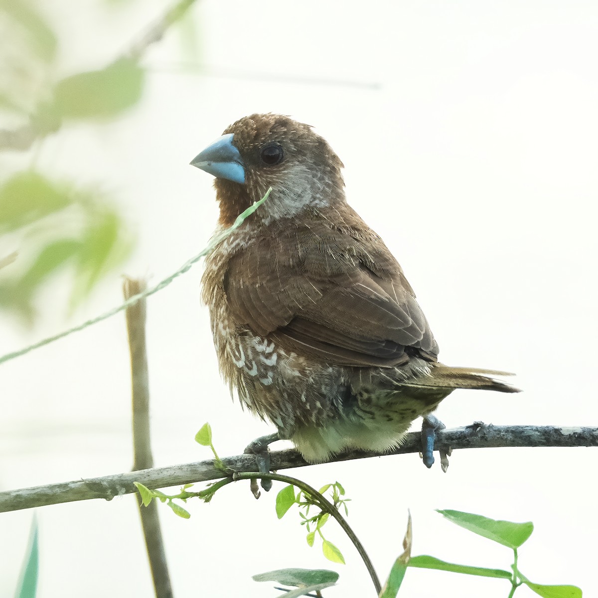 Pullu Munya - ML646282648