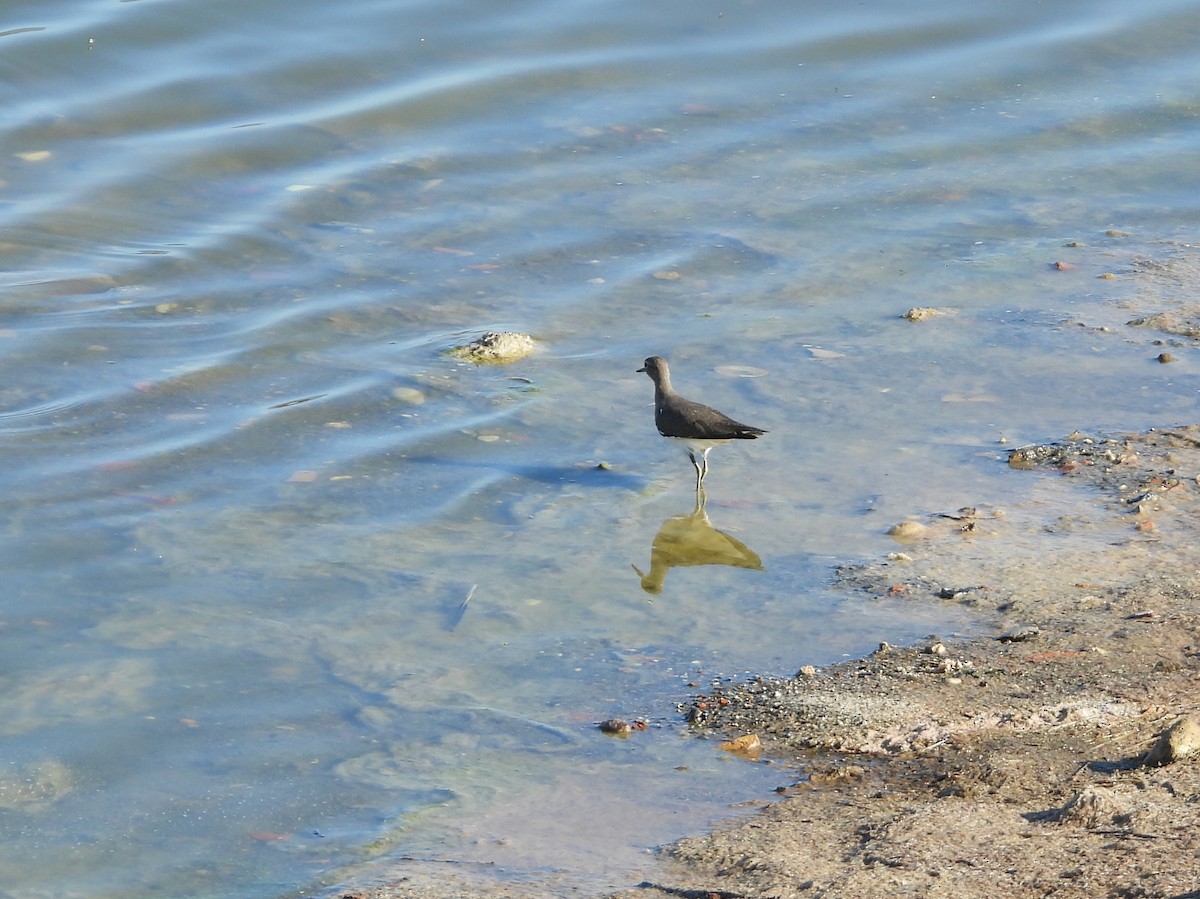 Dere Düdükçünü - ML646282652