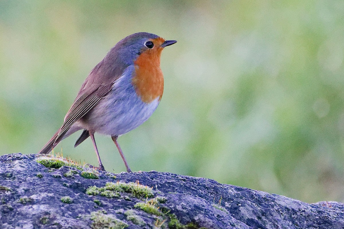 Kızılgerdan - ML646282653