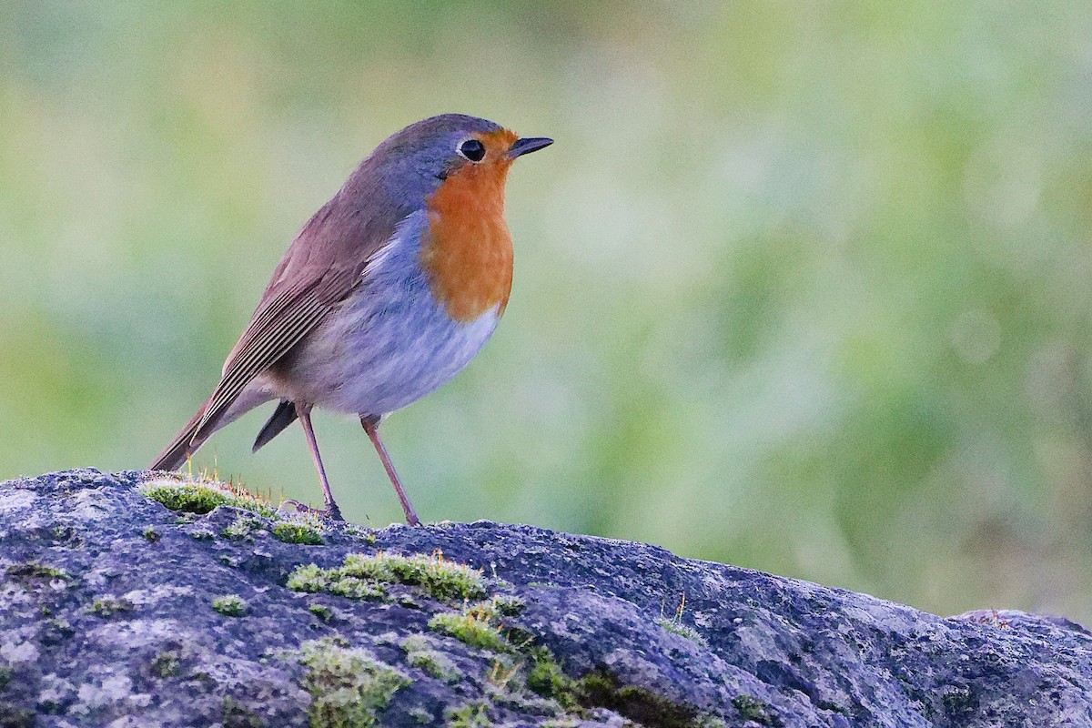 Kızılgerdan - ML646282654