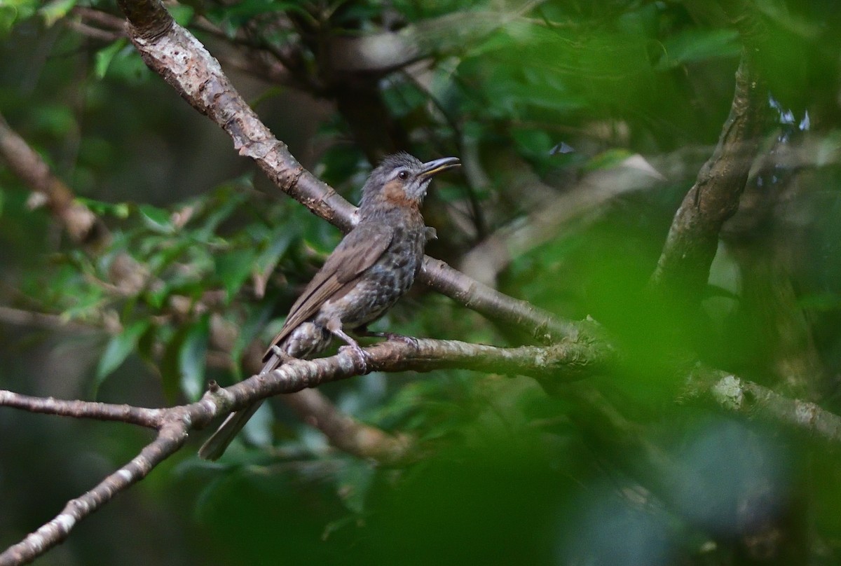 Kestane Kulaklı Arapbülbülü - ML646282655