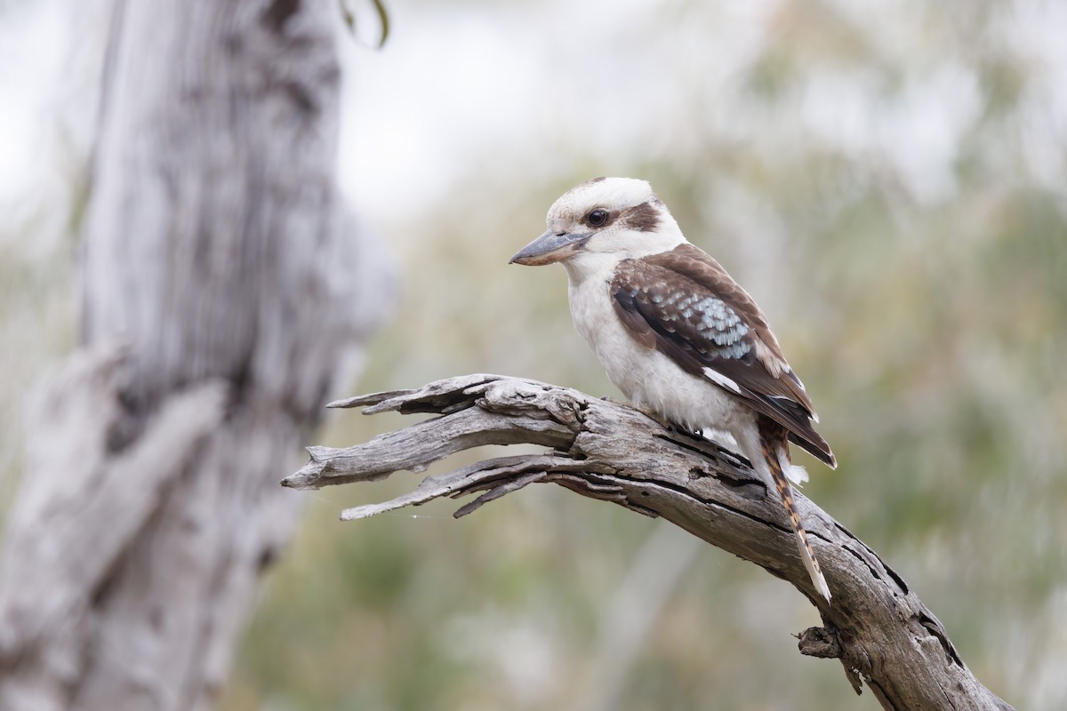 Laughing Kookaburra - ML646282666