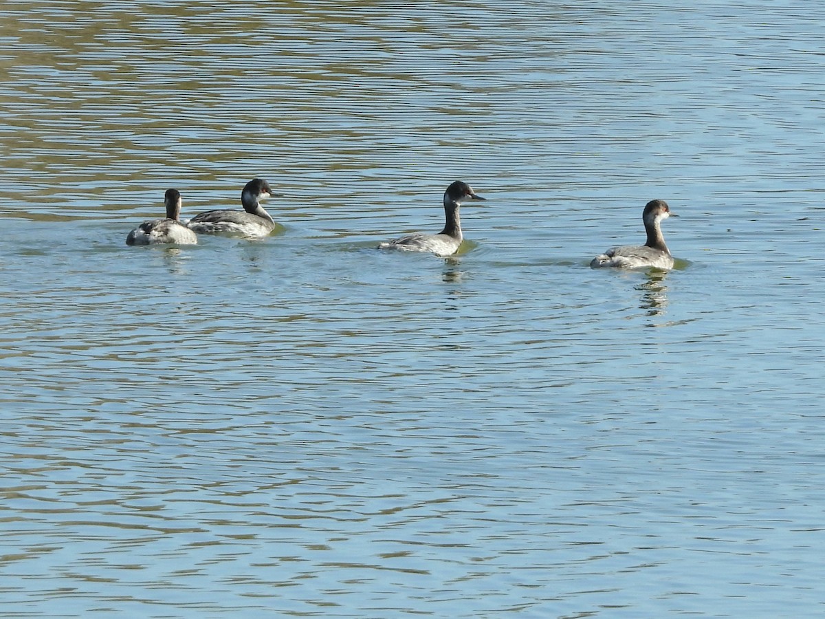 Schwarzhalstaucher - ML646282667