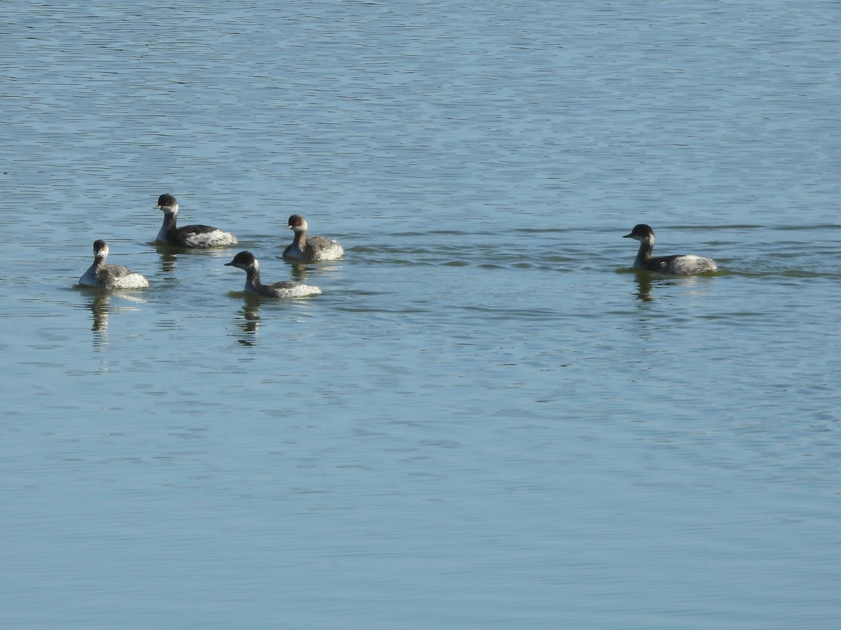 Schwarzhalstaucher - ML646282668