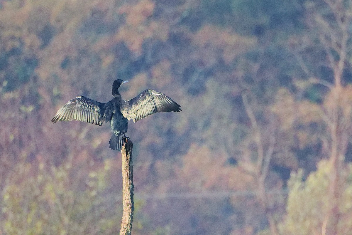 Great Cormorant - ML646282670