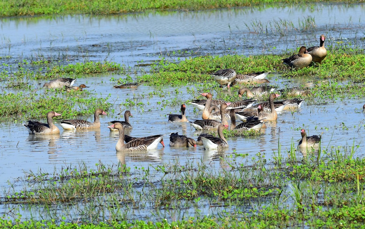 grågås - ML646282672