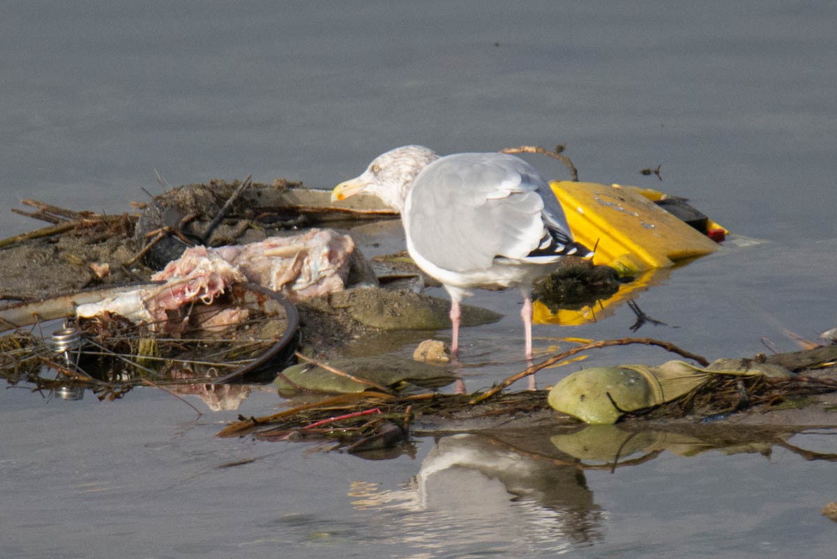 American Herring Gull - ML646282686