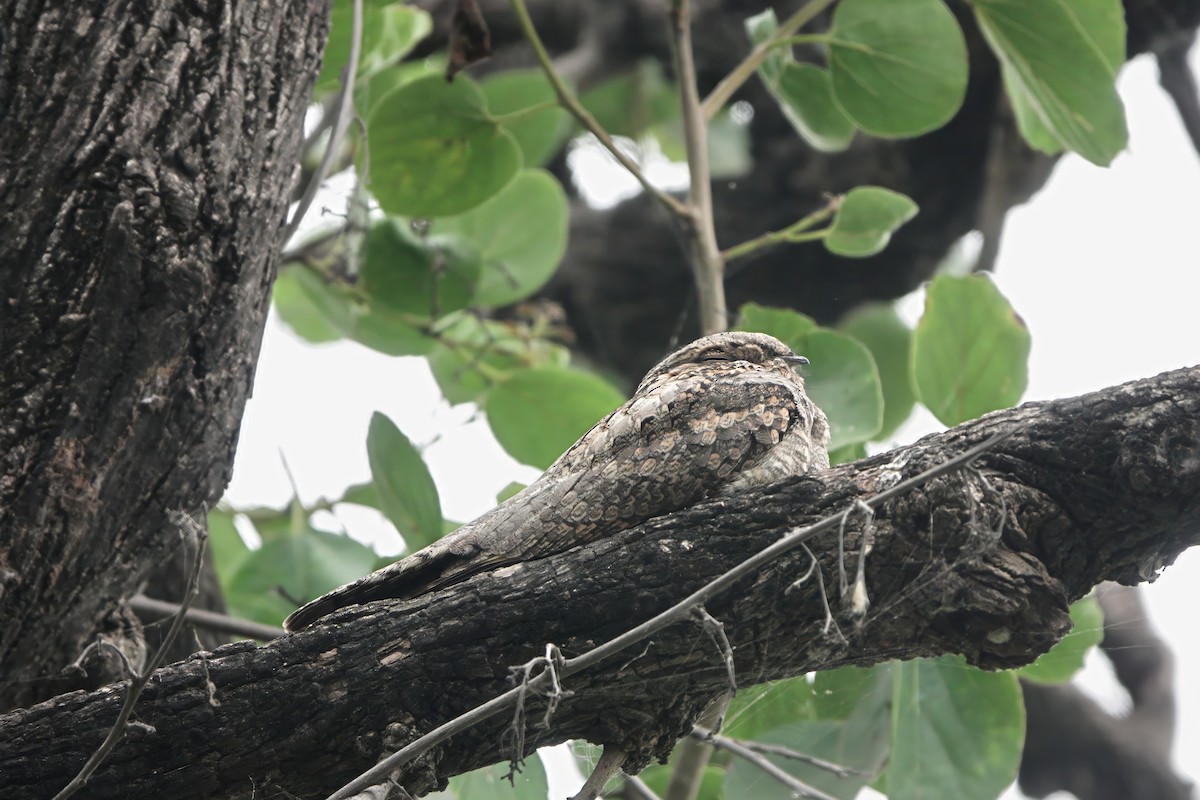 Jungle Nightjar - ML646282687