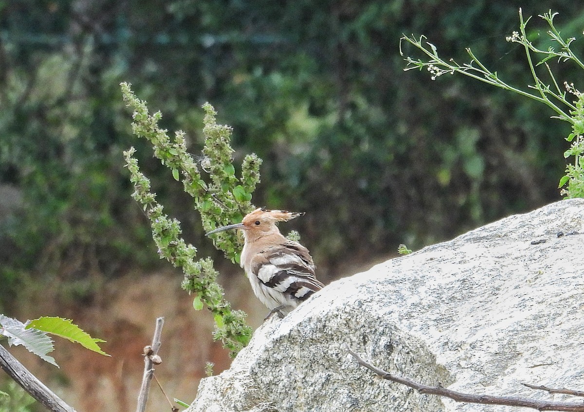 İbibik - ML646282688