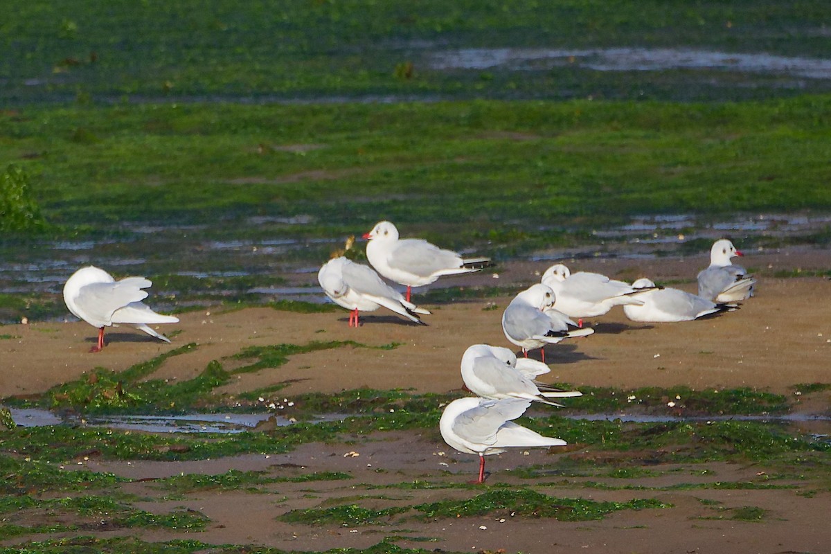 שחף שחור-ראש - ML646282693