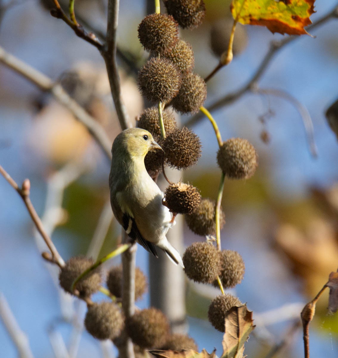 American Goldfinch - ML646282694