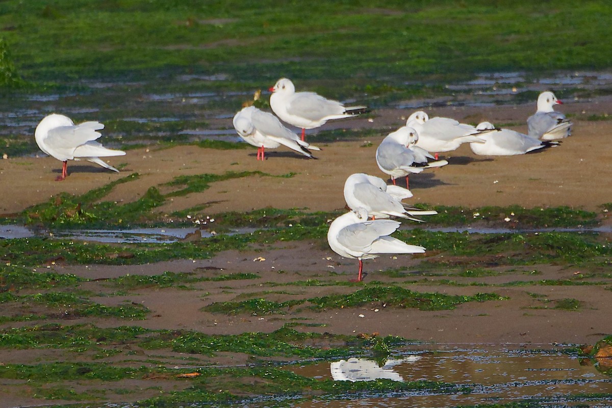 שחף שחור-ראש - ML646282695