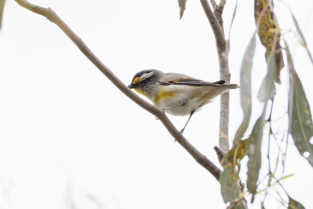 Striated Pardalote - ML646282702