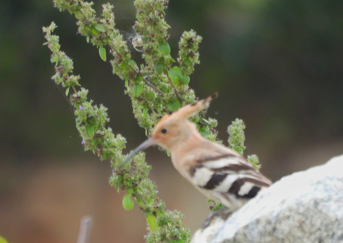 İbibik - ML646282703