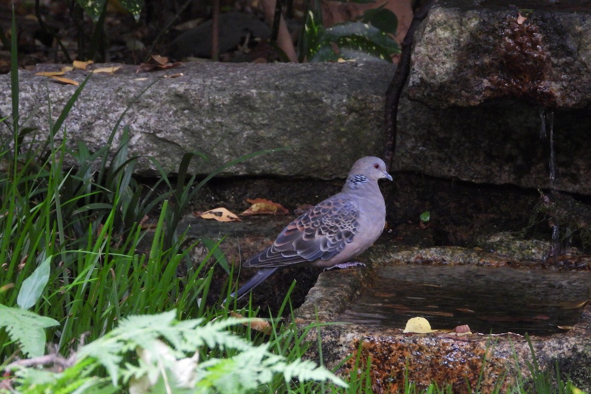 Oriental Turtle-Dove - ML646282704