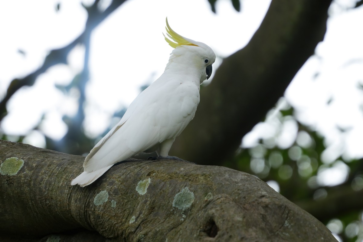 Sulphur-crested Cockatoo - ML646282705