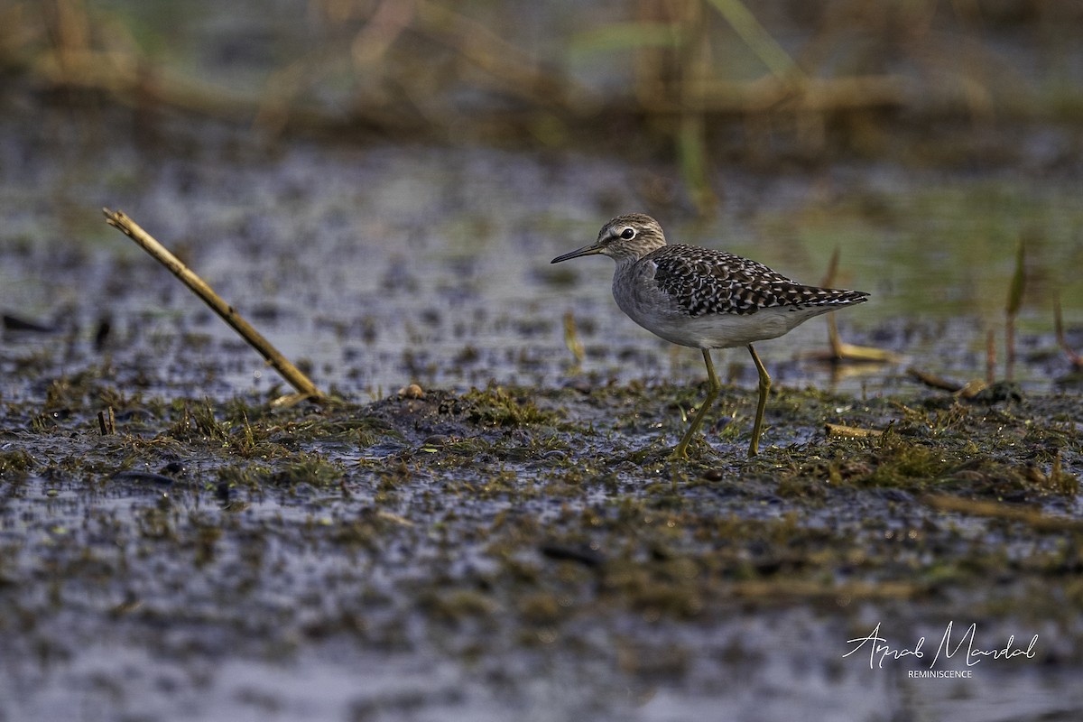 Wood Sandpiper - ML646282706
