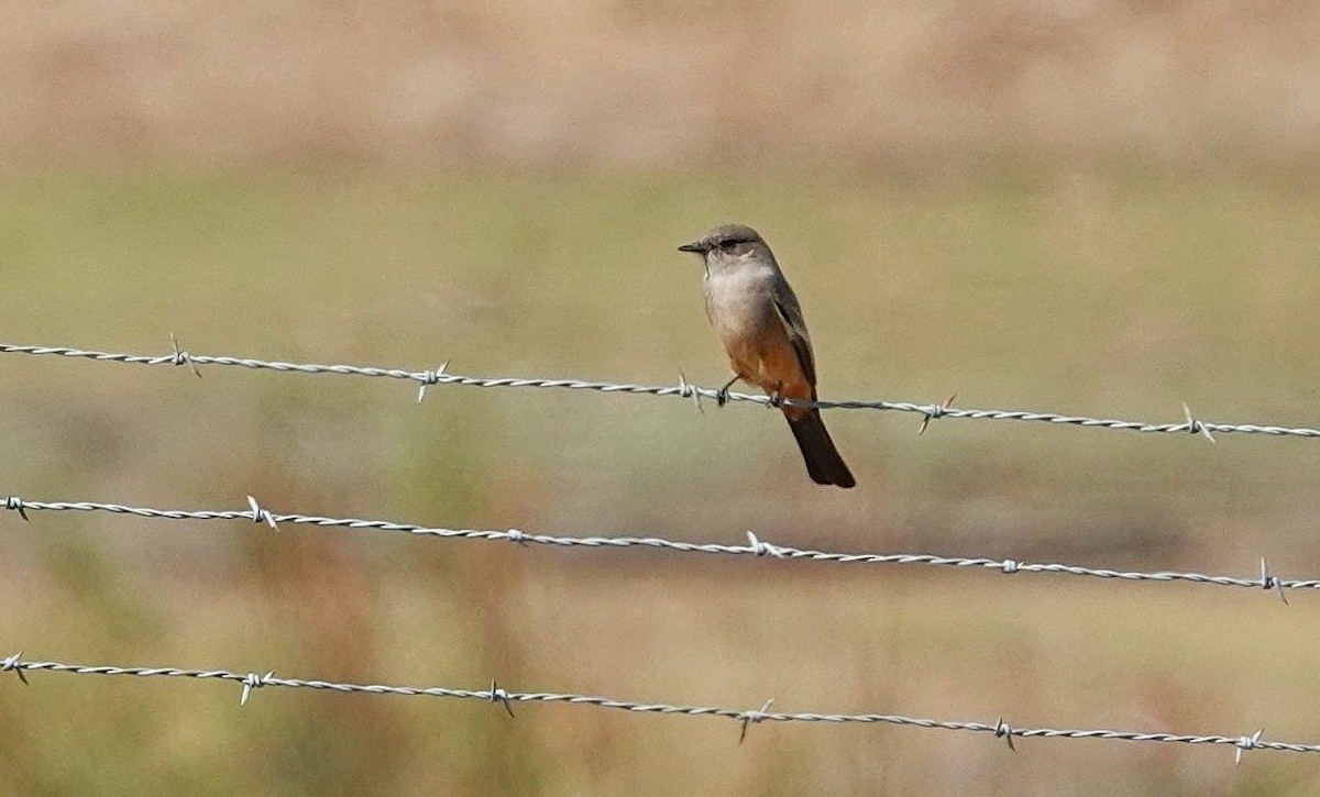 Say's Phoebe - ML646282707