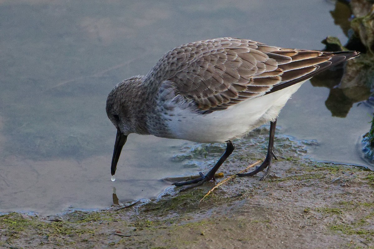 Dunlin - ML646282708