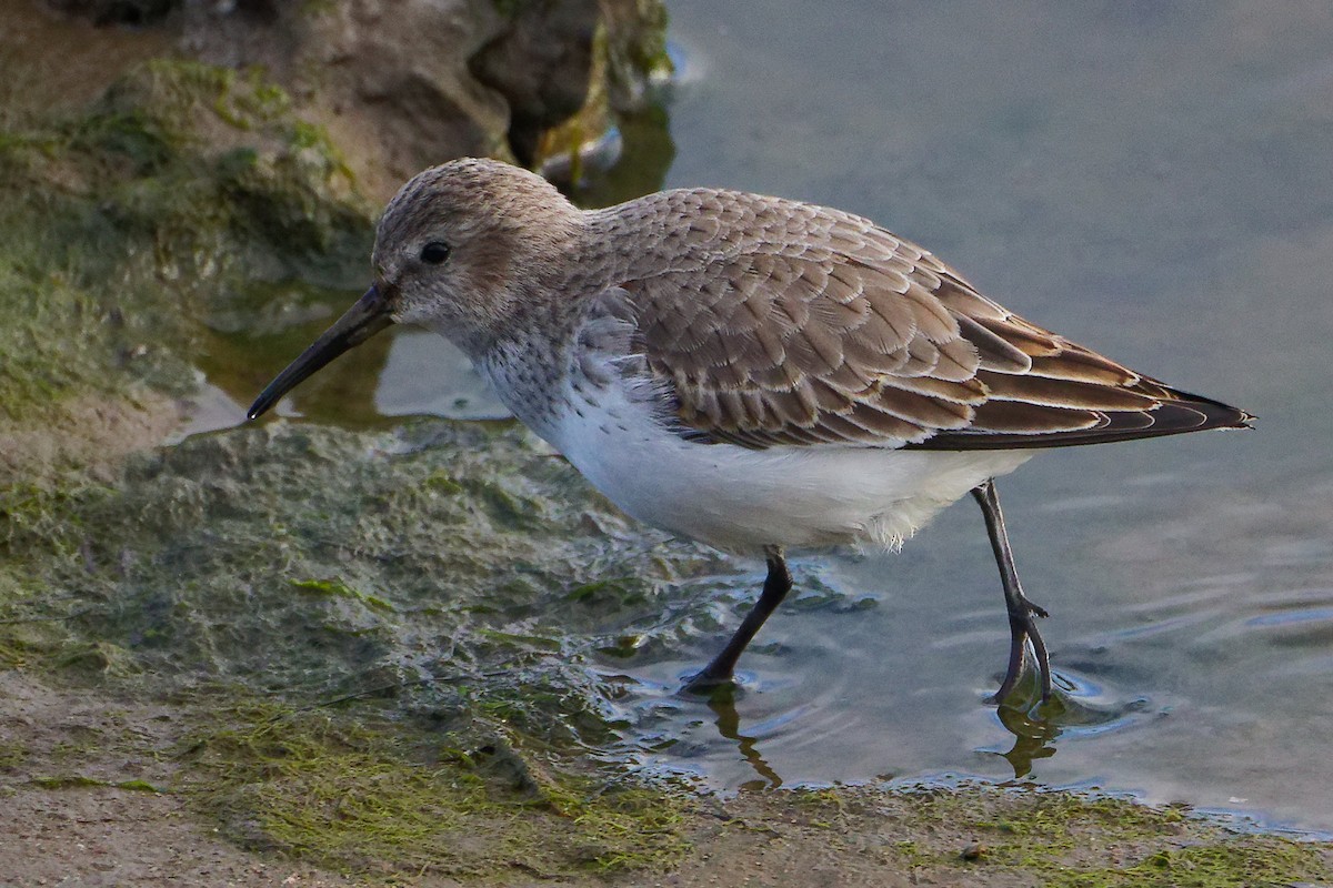 Dunlin - ML646282709