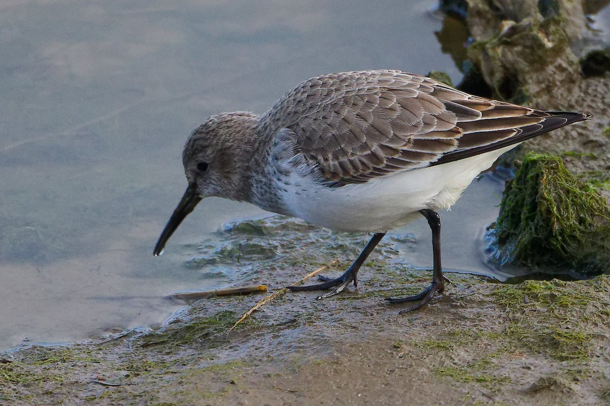 Dunlin - ML646282710