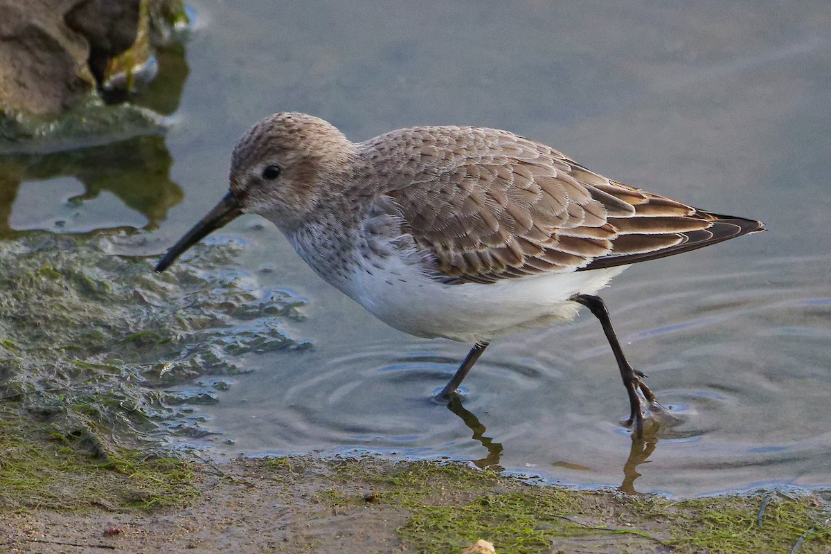 Dunlin - ML646282711