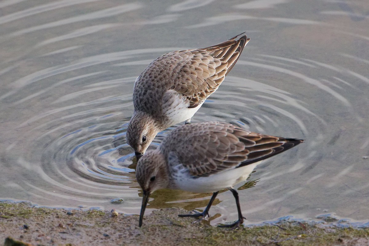 Dunlin - ML646282712