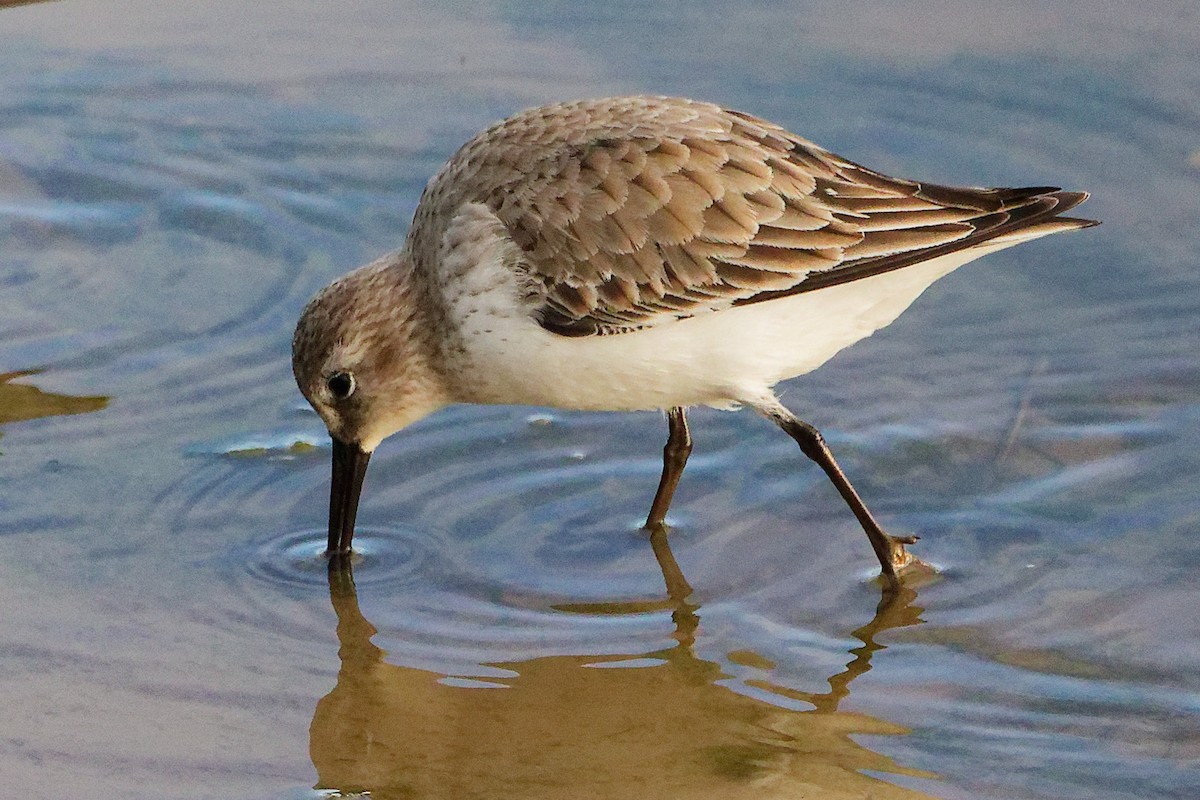 Dunlin - ML646282713