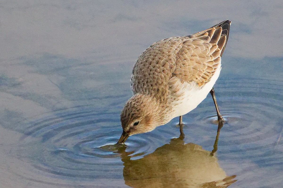 Dunlin - ML646282714
