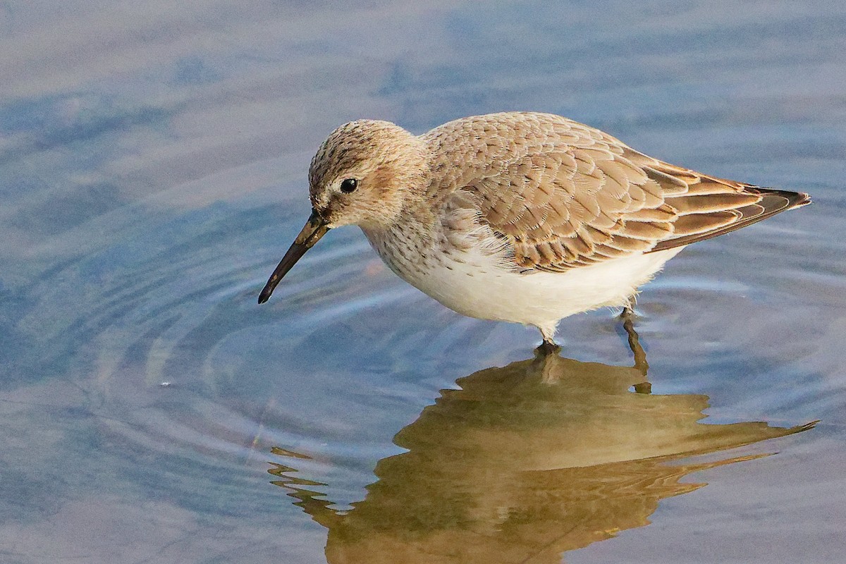 Dunlin - ML646282715
