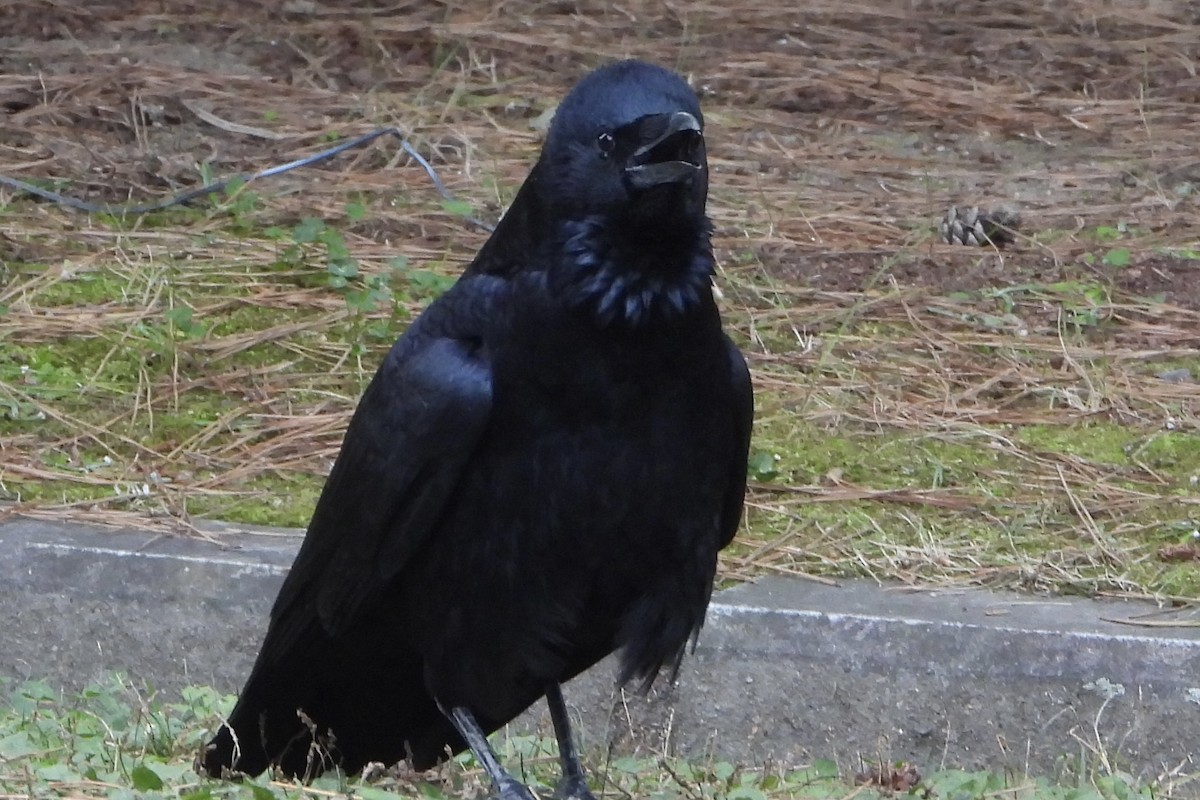 Carrion Crow - ML646282716