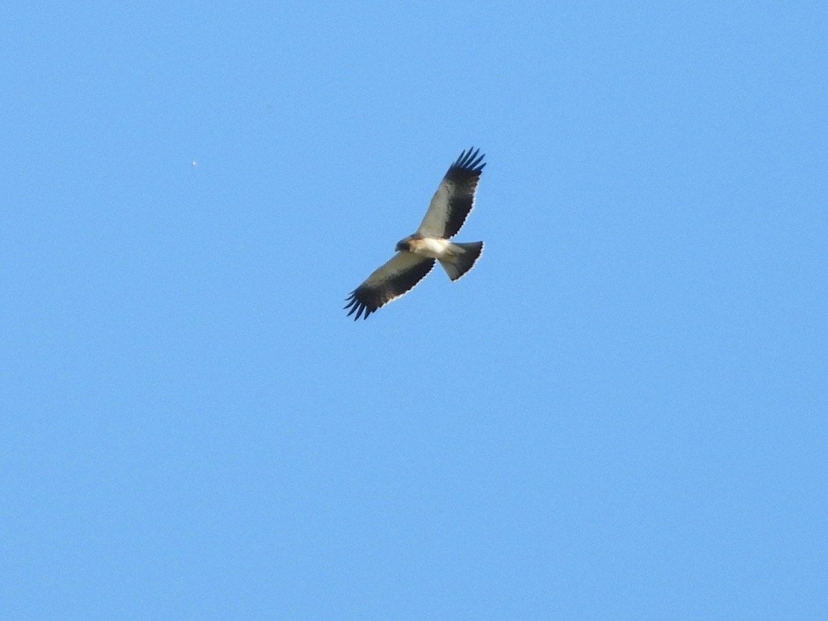 Booted Eagle - ML646282718