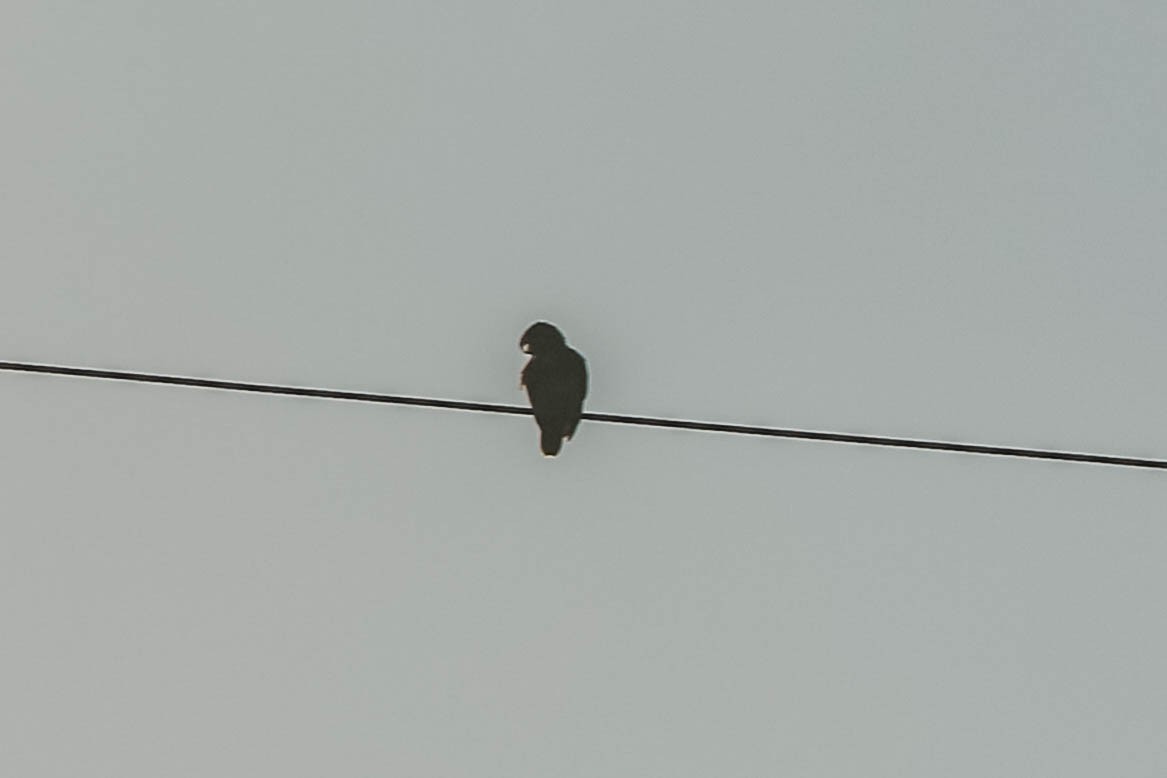 Red-crowned Amazon - ML646282720