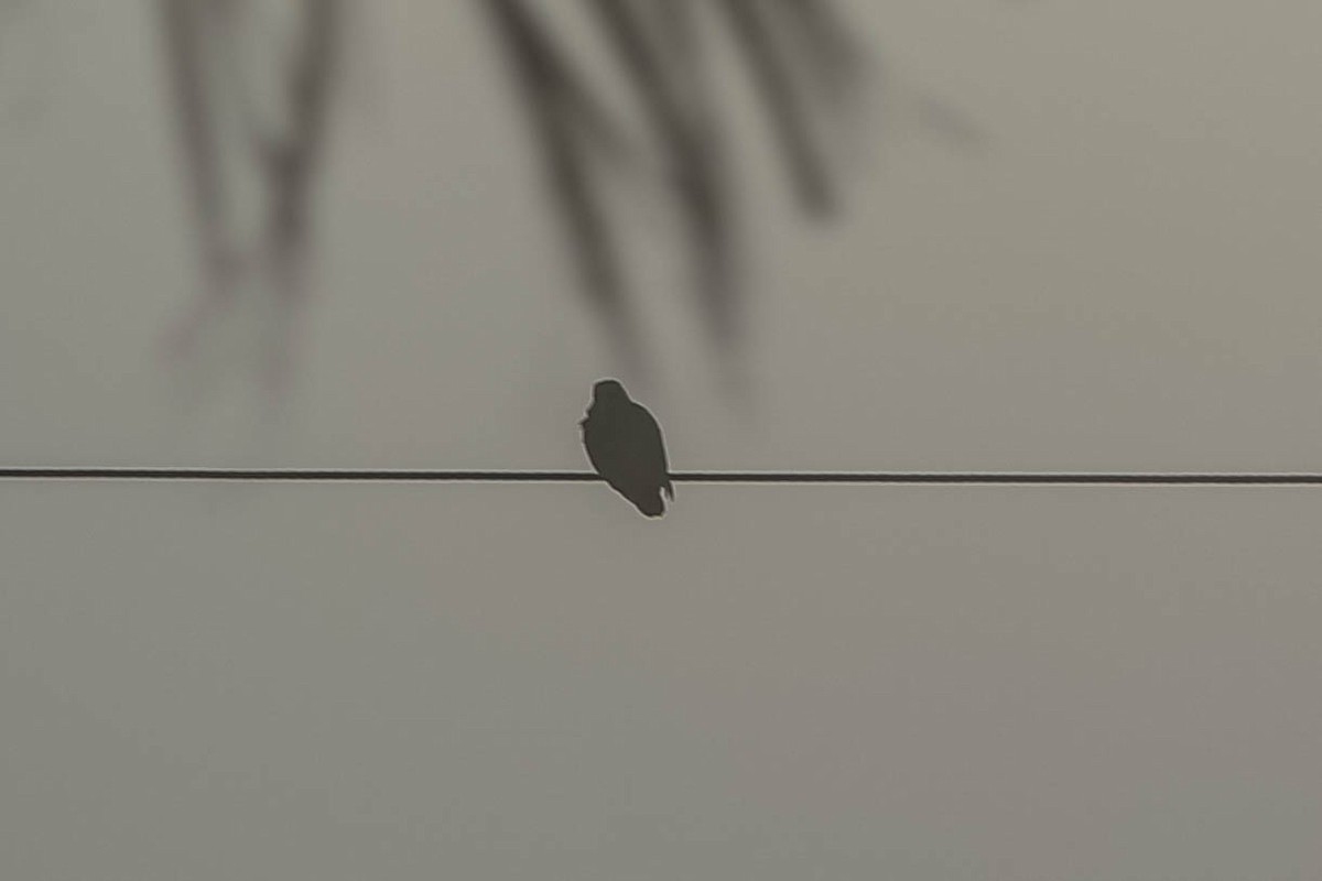 Red-crowned Amazon - ML646282721