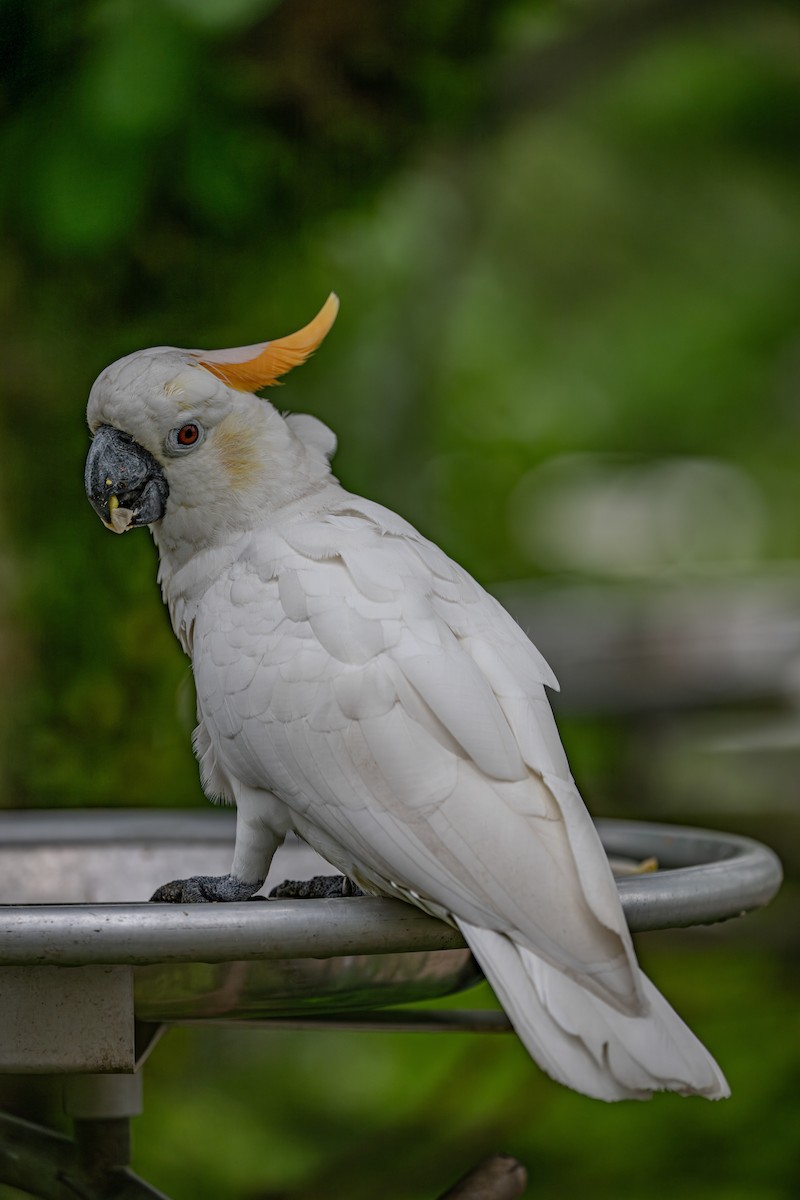 Sulphur-crested Cockatoo - ML646282723