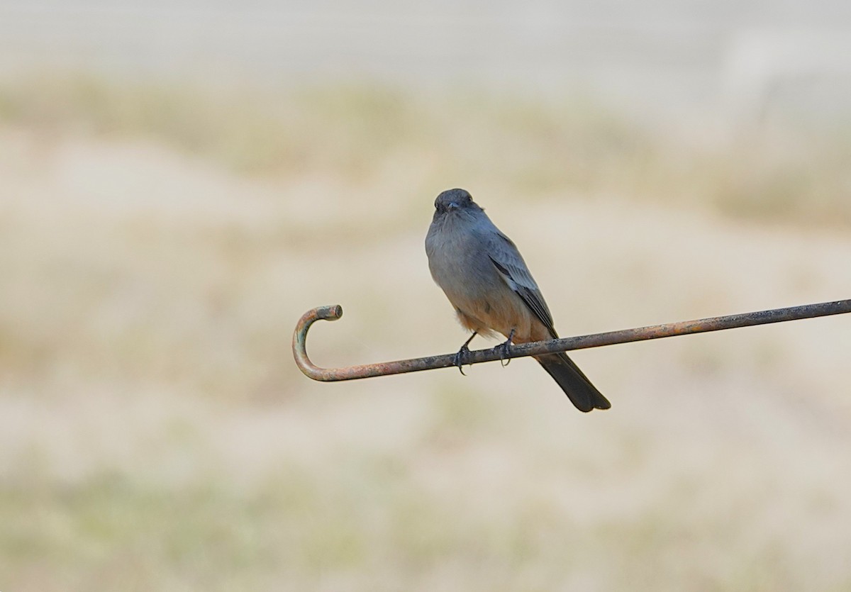 Say's Phoebe - ML646282724