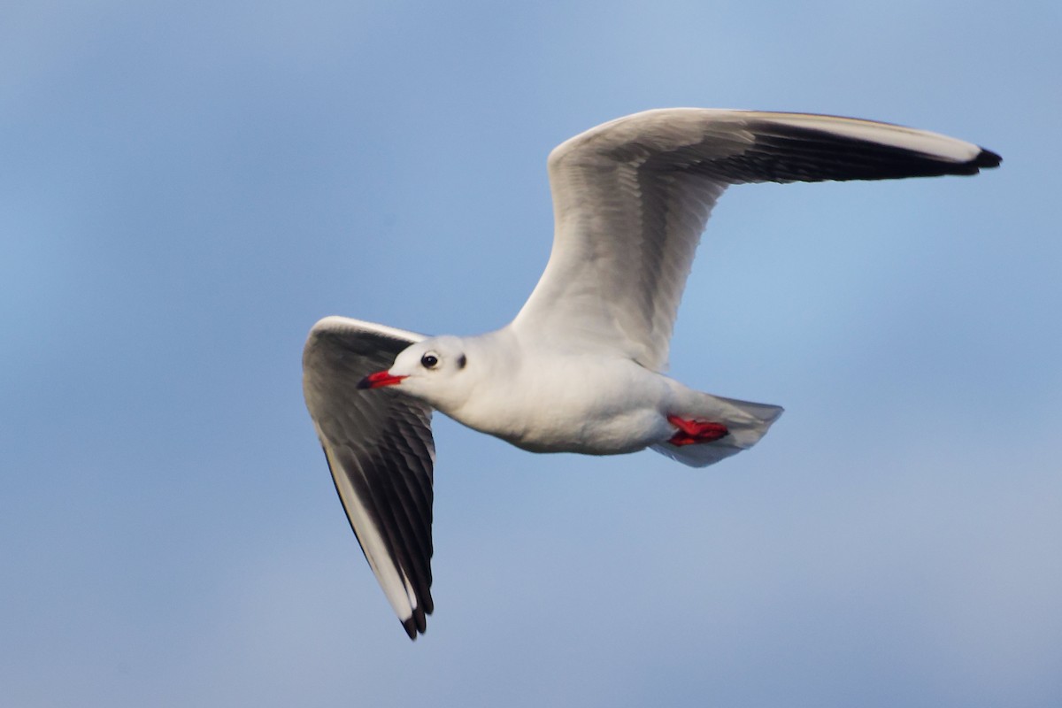 Black-headed Gull - ML646282725