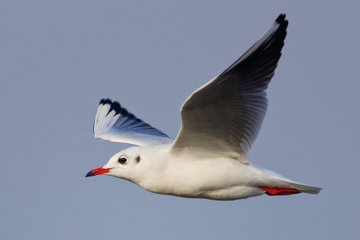 Black-headed Gull - ML646282726