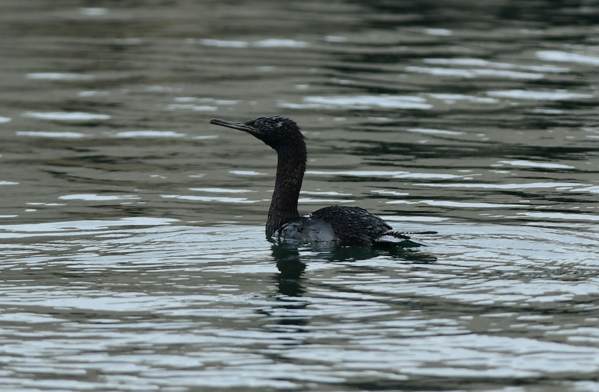 Pelagic Cormorant - ML646282727